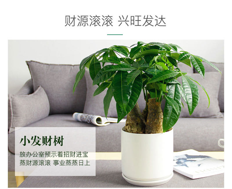 發(fā)財樹桌面小盆栽